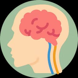 Brain