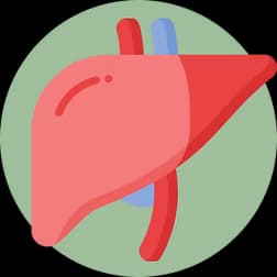 Liver